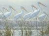 Robert Bateman art print