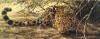 Guy Coheleach art print