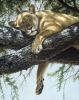 Guy Coheleach art print