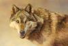Kalon Baughan art print