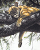 Guy Coheleach art print