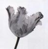 Artin art print
