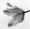 Artin art print