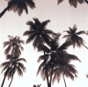 John Douglas art print