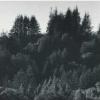 Ansel Adams art print