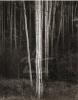 Ansel Adams art print