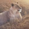 Daniell & Smith art print