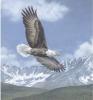 Todd Telander art print