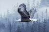 Todd Telander art print