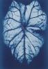 Hager art print
