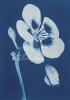 Hager art print