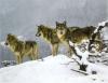 John Banovich art print