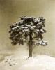Marcel Bovis art print