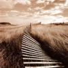 Michael Kahn art print