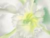 Georgia O'Keeffe art print