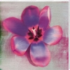 Erin Clark art print