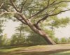 John Folchi art print