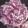 Hellman art print