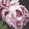 Hellman art print