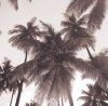 Michael Kahn art print