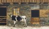 Peter Sculthorpe art print