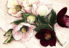 Elisabeth Krobs art print
