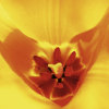 Ingrid Ulmer art print