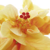 Ingrid Ulmer art print