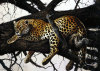 Renato Casaro art print