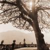 David Orndorf art print
