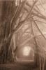 Paul Kozal art print