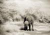 Lorne Resnick art print