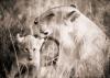 Lorne Resnick art print