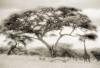 Lorne Resnick art print