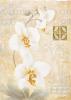 Claudio Ancilotti art print