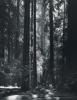 Ansel Adams art print