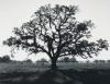 Ansel Adams art print