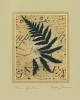 Betsy Bauer art print
