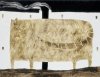 Govinder Nazran art print