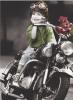 Kim Anderson art print