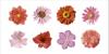 Tasmin Phoenix art print