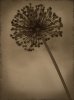 Heather Jacks art print