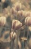 Thea Schrack art print