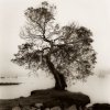 Alan Blaustein art print