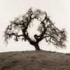Alan Blaustein art print