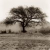 Alan Blaustein art print