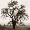 Alan Blaustein art print