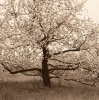Christine Triebert art print