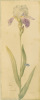Danhui Nai art print