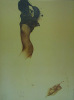 Bruno Bruni art print